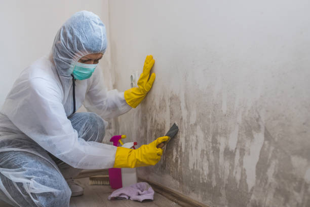 Best Mold Remediation  in Newark, OH