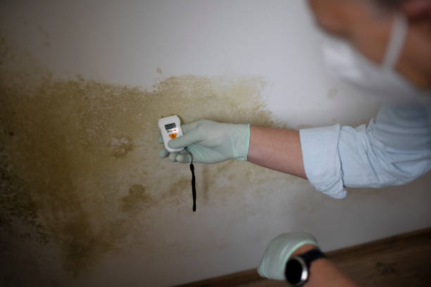 Best Certified Mold Removal  in Newark, OH