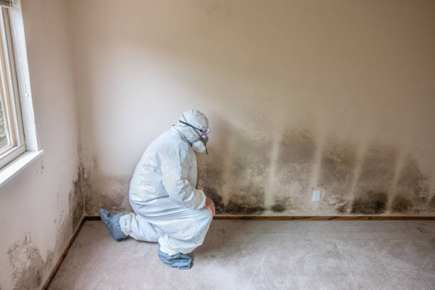 Best Commercial Mold Removal  in Newark, OH